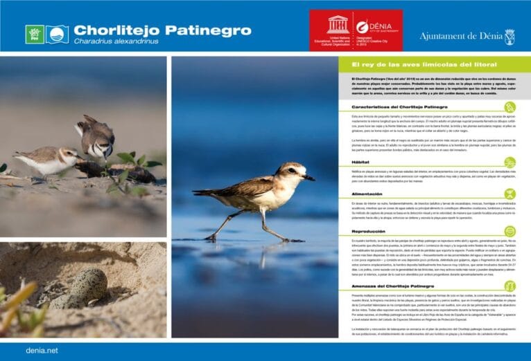 Información sobre el chorlitejo patinegro