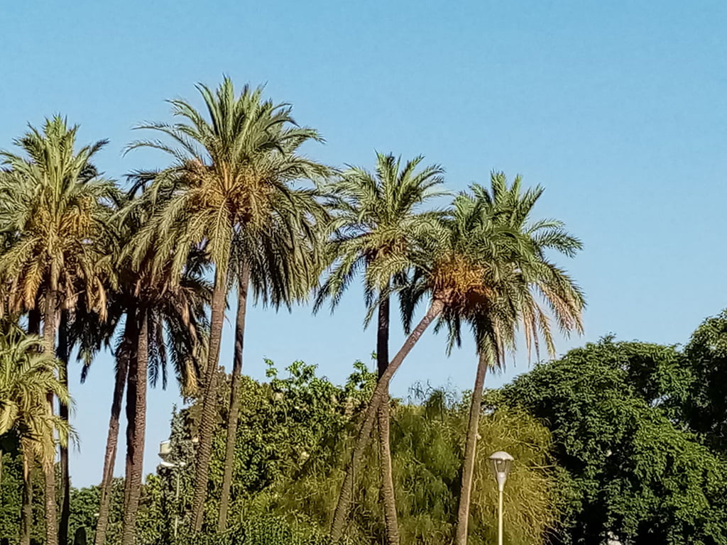 Peligro caída de palmeras en Dénia
