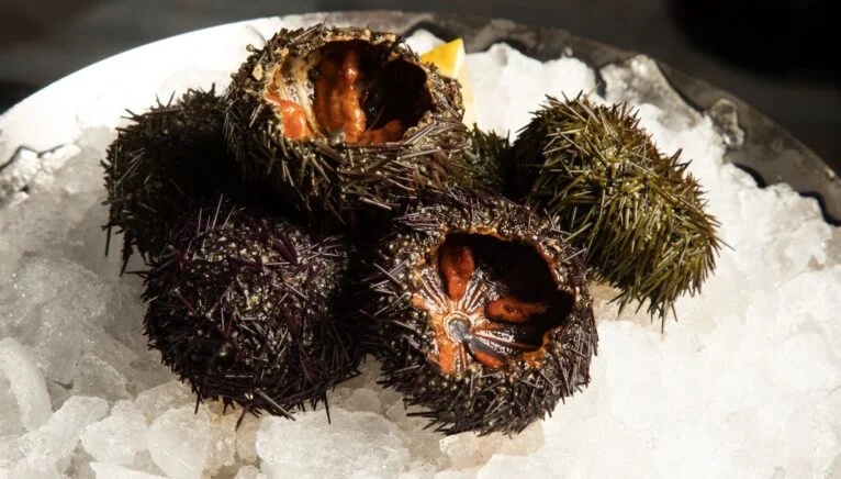 Fresh sea urchins in Dénia