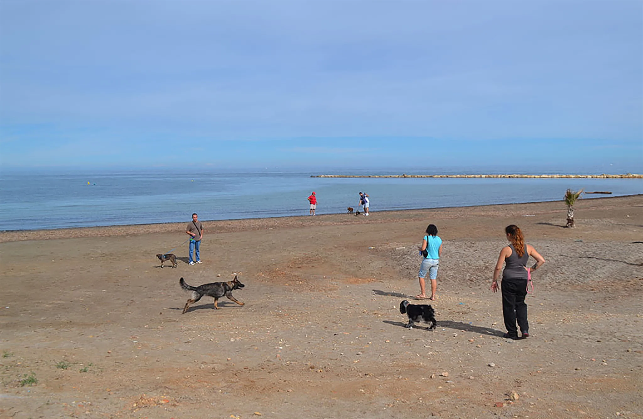 Gente paseando con sus perros cerca de la orilla