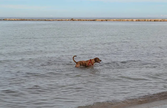 Bild: Hund beim Baden in Dénia