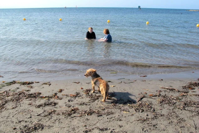 Imagen: Perro en la orilla de la playa de Dénia