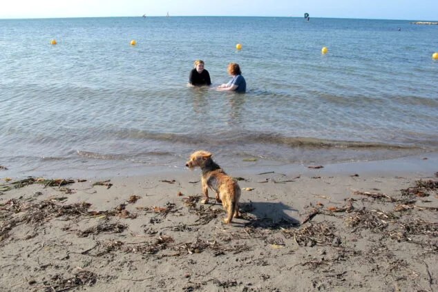 Bild: Hund am Strand von Dénia