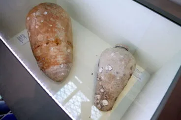 Botija perulena