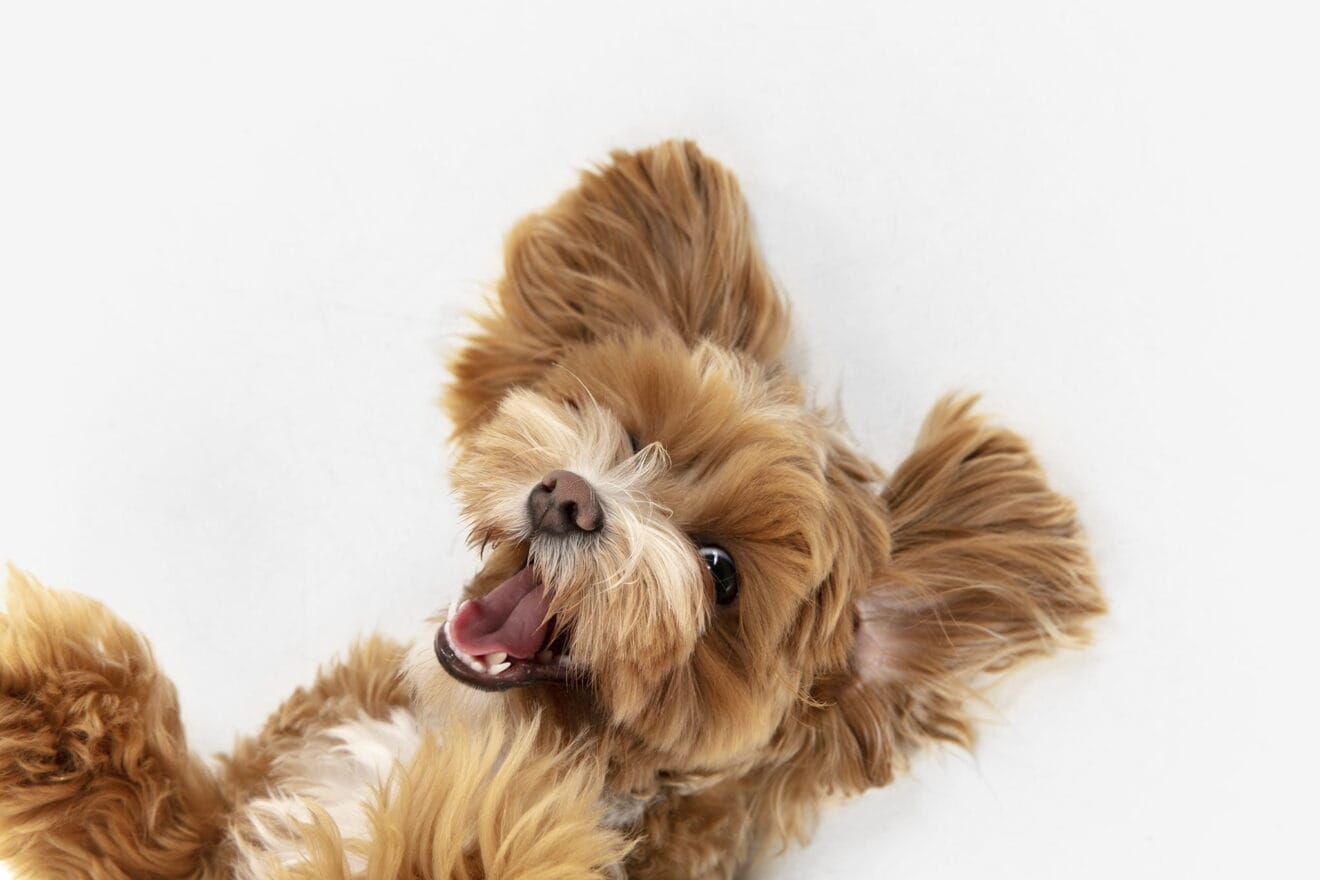 20% de descuento en la próxima limpieza dental en Clínica Veterinaria El Saladar