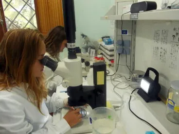 Clasificación de zooplankton utilizando la lupa estereoscópica en muestras del litoral de Dénia