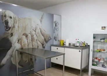 consulta en clinica veterinaria denia