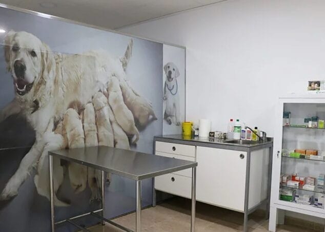 Imagen: Consulta en Clínica Veterinaria Dénia
