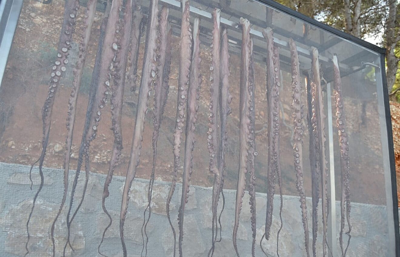 Pulpo secándose en la Marineta Cassiana