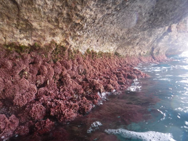 Imagen: Zona de la Reserva Marina del Cabo de San Antonio, con un cinturón de algas que indica una buena calidad de agua