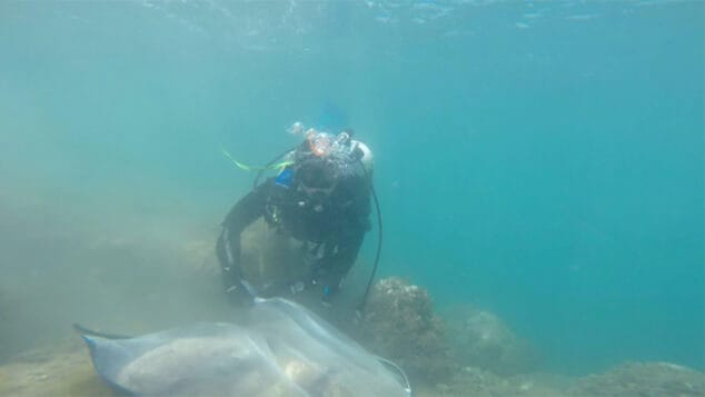 cientifico buceando para determinar la composicion de la flora y fauna marina asociada al suelo marino