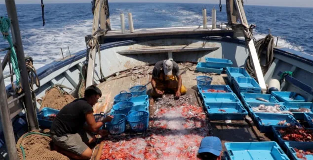 pescadores de la franjumar seleccionando la gamba roja de denia que han capturado 1