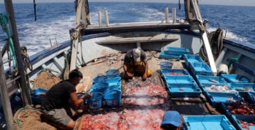 Pescadores sobre la Franjumar seleccionando la gamba