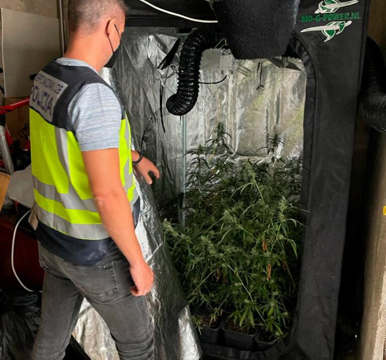 Plantación marihuana en Dénia