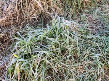 Escarcha sobre la hierba de una parcela