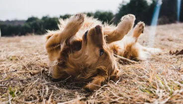 protege a tu perro de la leishmaniosis con clinica veterinaria el saladar