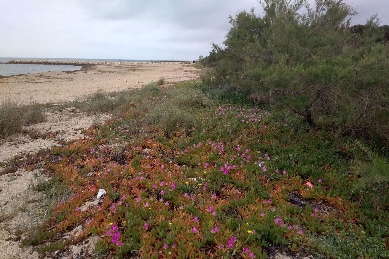 Arbolada sucia junto a la playa de Dénia