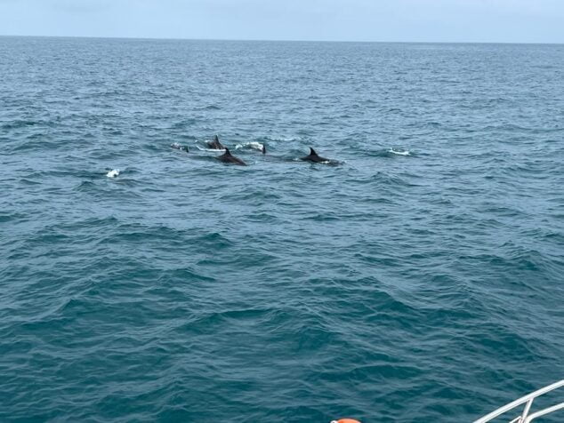 Imagen: Avistamiento de delfines en Dénia