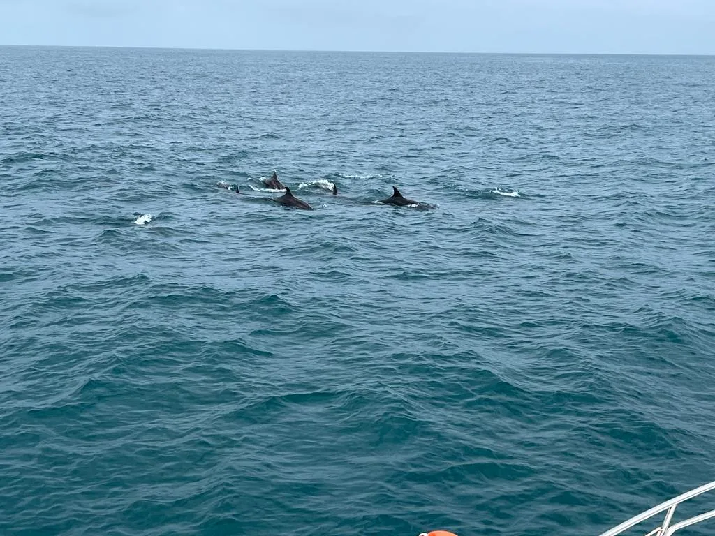 Avistamiento de delfines en Dénia