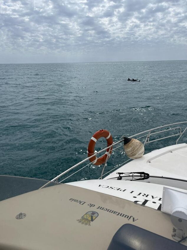 Imagen: Avistamiento de delfines en la costa de Dénia