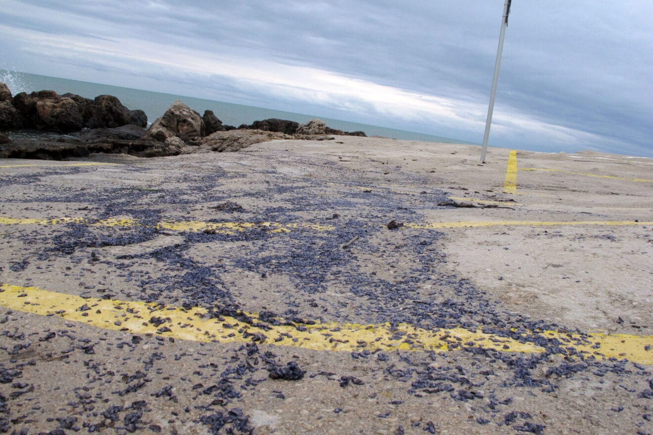 Las medusas llegan hasta el parking de El Trampolí