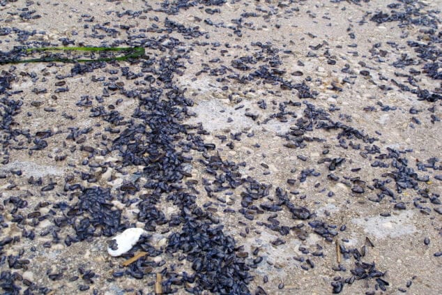 manto de medusas sobre las playas de denia 05