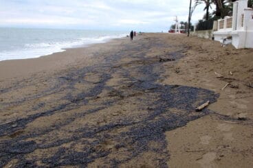 miles de medusas en la orilla de blay beach