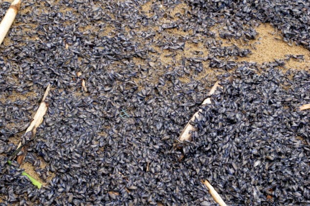 Imagen: Se trata de una medusa inofensiva para las personas