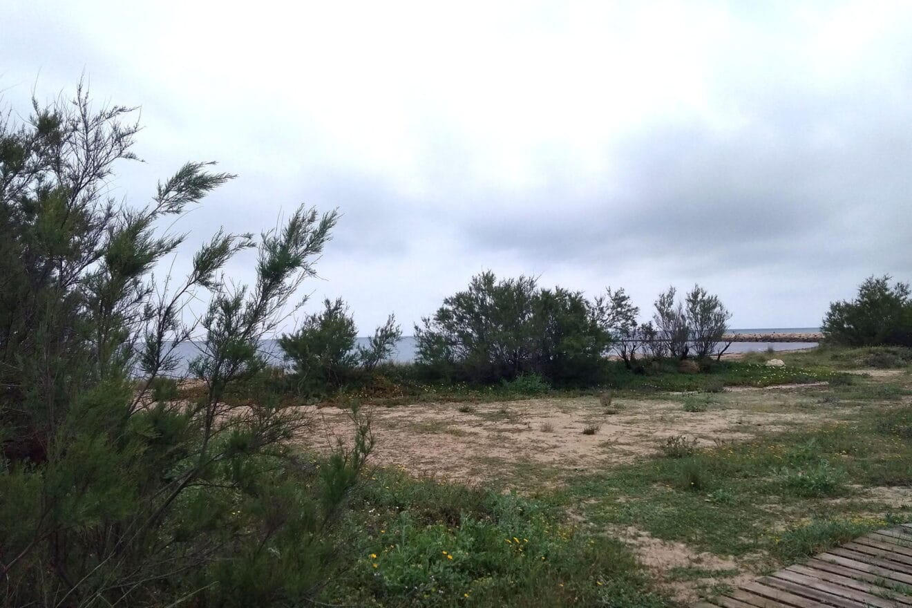 Zona de vegetación junto a la playa de Les Deveses de Dénia