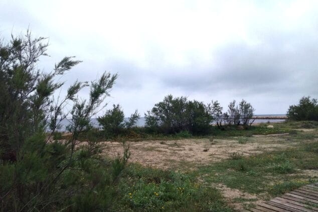 Suciedad, degradación y abandono: el precio del sexo furtivo en las playas de Dénia 1 Imagen: Zona de vegetación junto a la playa de Les Deveses de Dénia