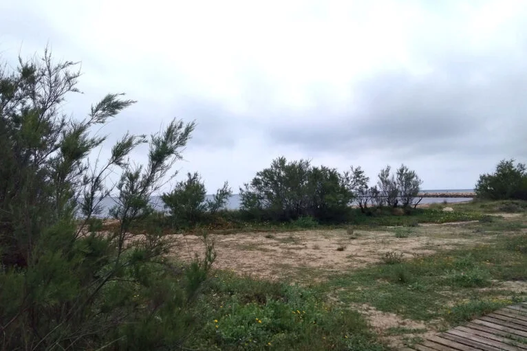 Zona de vegetación junto a la playa de Les Deveses de Dénia