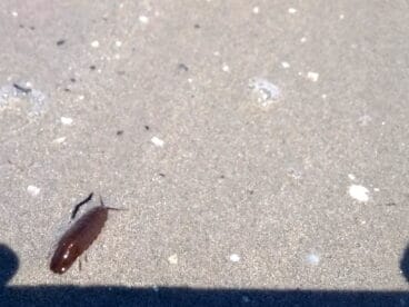 fotografia de uno de los crustaceos que han aparecido en la playa de denia