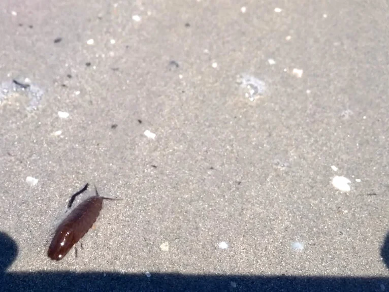 Fotografia de um dos crustáceos que apareceram na praia de Dénia