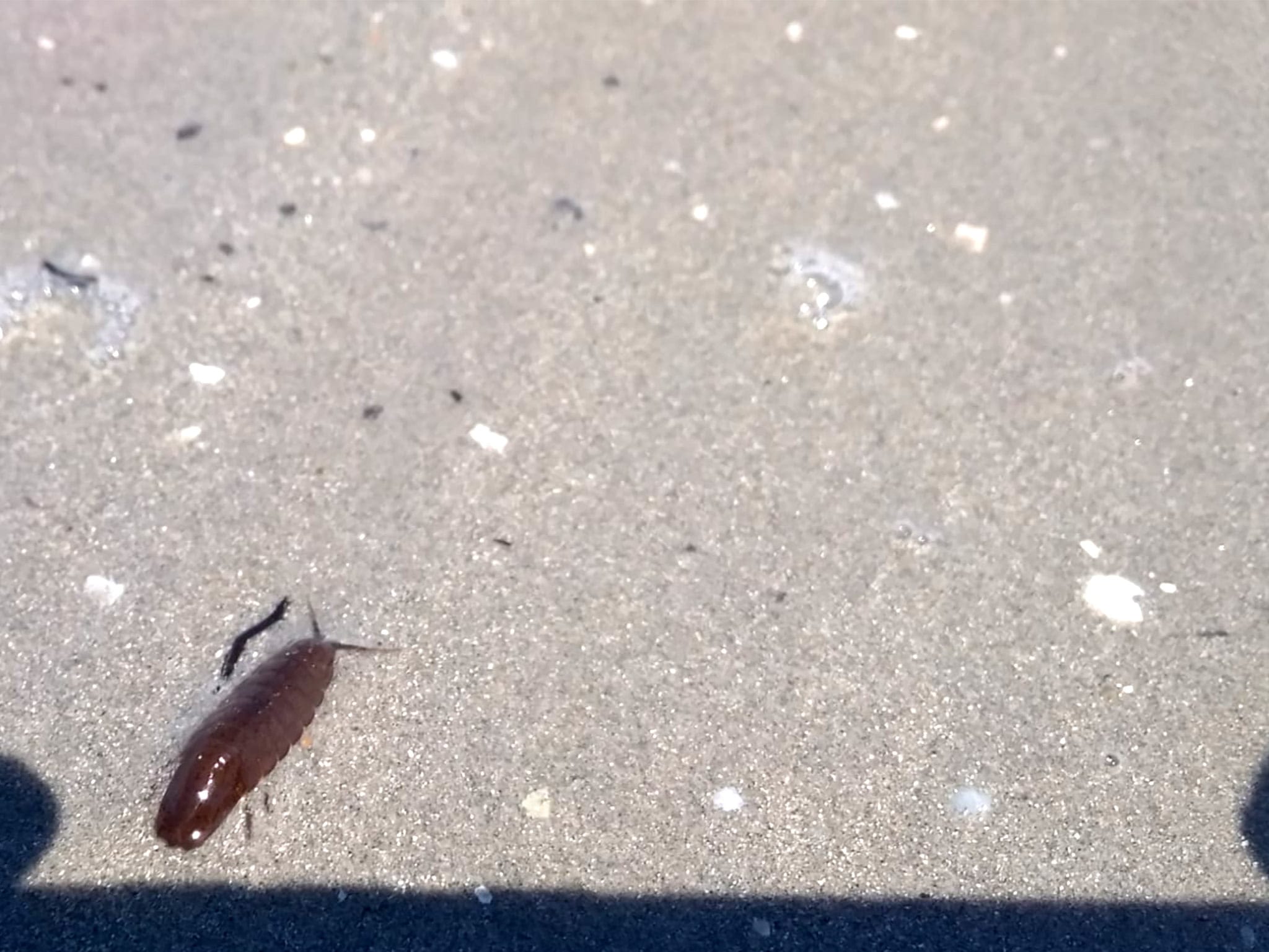 Beach Mini Insects What are the