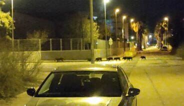 una piara de jabalies de paseo cerca de un instituto de denia