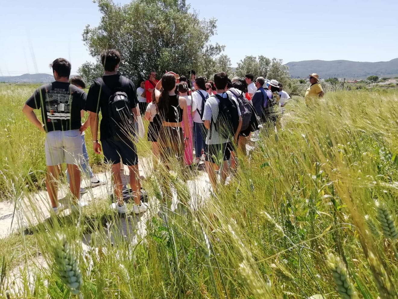 Visita a un campo de trigo de la Marina Alta