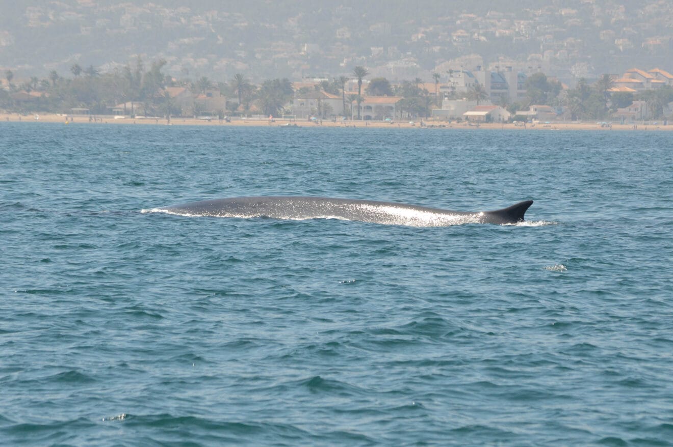 Ballena avistada en la costa de Dénia