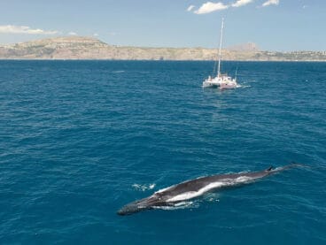 ballena rorcual frente a la costa de denia
