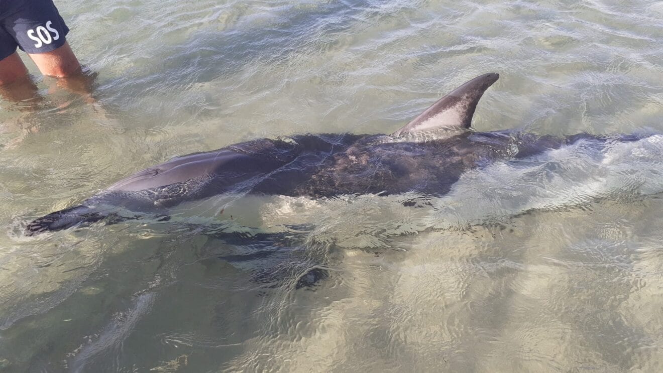 Delfín hallado en la playa de Dénia