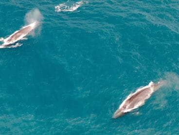 Dos rorcuales en el mar de la Marina Alta | Foto de EDMAKTUB