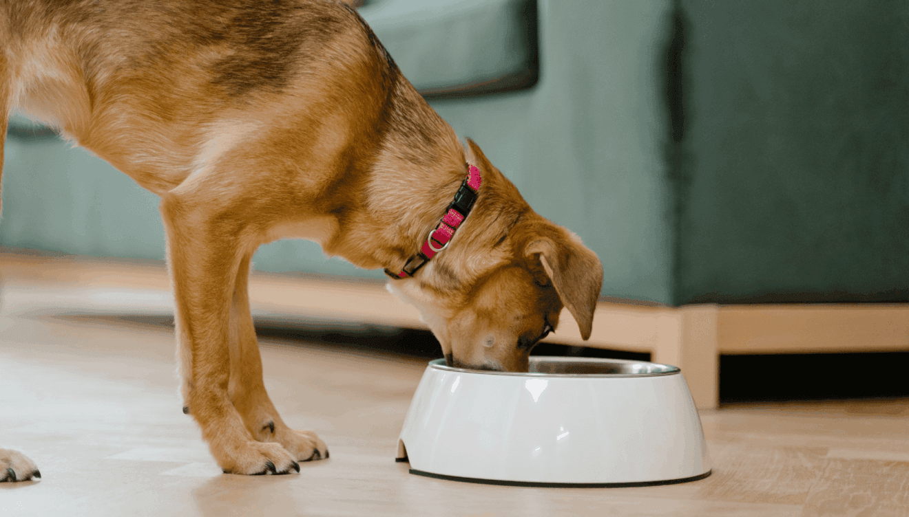 Mantén a tu perro hidratado durante el verano