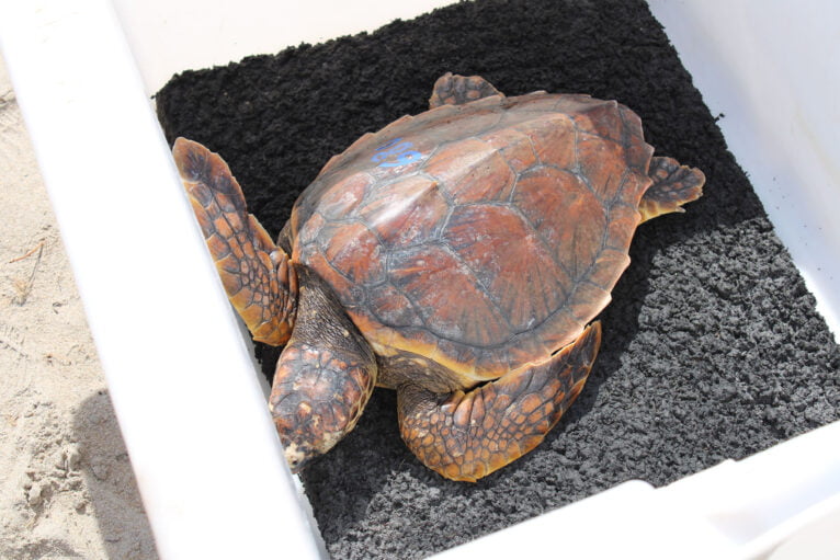 Freilassung von Schildkröten in Dénia 10