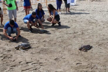 Suelta de tortugas en Dénia 13