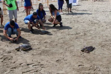 Suelta de tortugas en Dénia 13