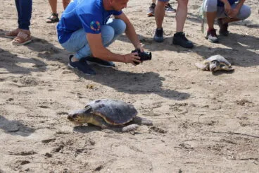 Suelta de tortugas en Dénia 14