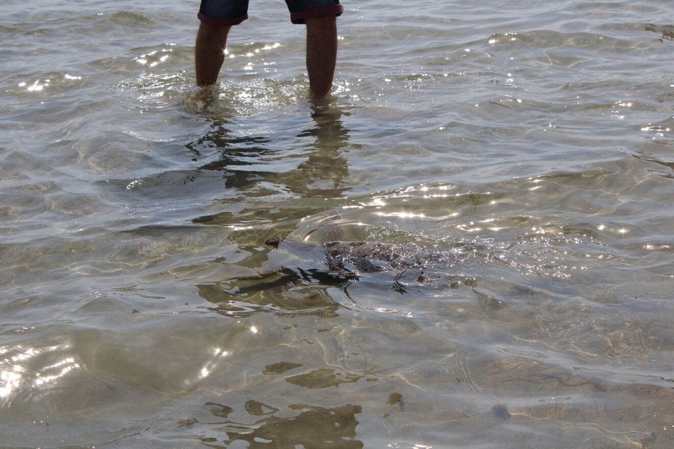 Suelta de tortugas en Dénia 16