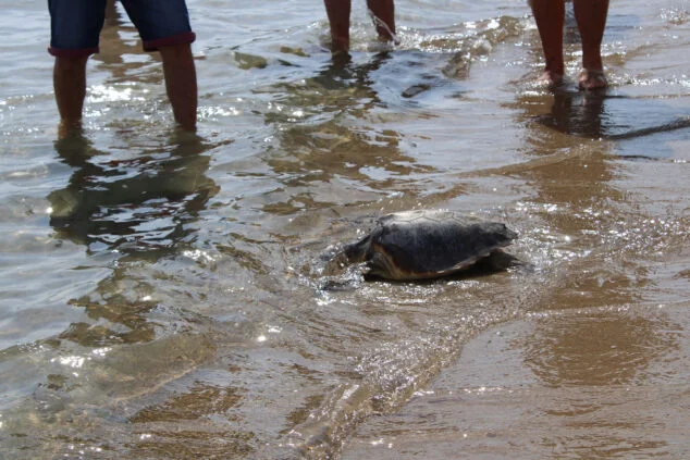 Imagen: Suelta de tortugas en Dénia