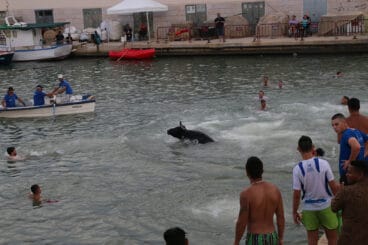 toro en el agua durante la celebracion de los bous a la mar de denia