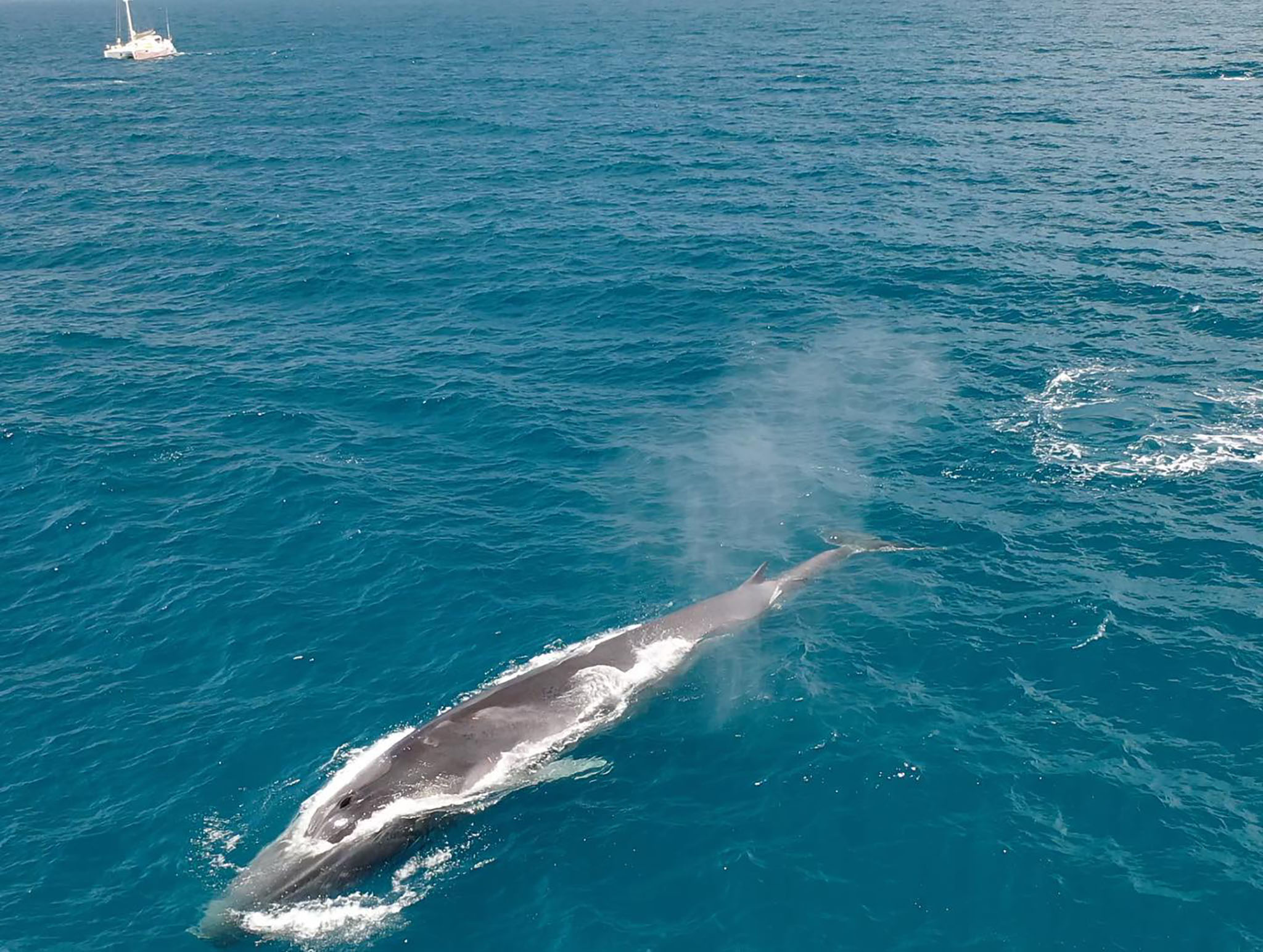 Una enorme ballena frente a Dénia | Foto de EDMAKTUB