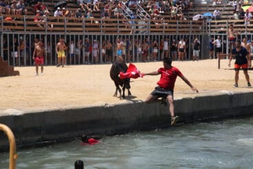 Bous a la Mar de Dénia en la sesión del jueves a mediodía 01